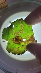 Cameraria betulivora