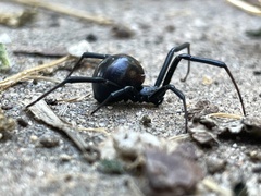 Latrodectus
