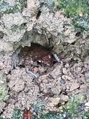 Eleutherodactylus planirostris