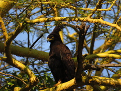 Lophaetus occipitalis