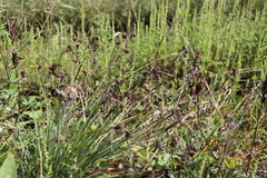 Sisyrinchium montanum