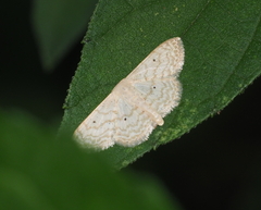 Scopula