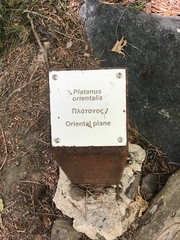 Platanus orientalis