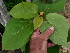 Croton arnhemicus