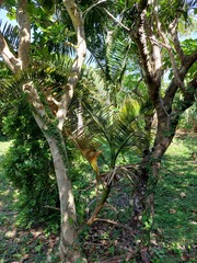 Arecaceae