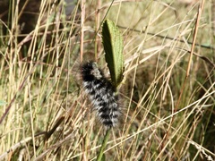 Podalia nigricostata