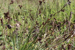 Sisyrinchium montanum