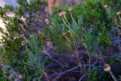 Euryops brevilobus