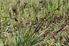 Sisyrinchium montanum