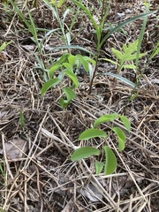 Uvularia sessilifolia