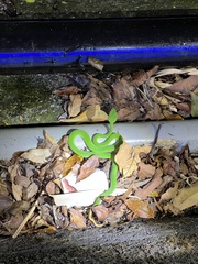 Trimeresurus stejnegeri