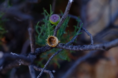 Euryops brevilobus