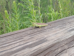 Schistocerca obscura