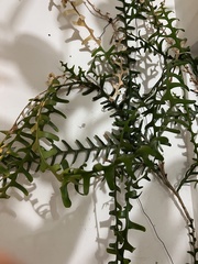 Selenicereus anthonyanus