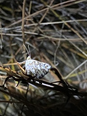 Lepidoptera