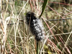 Podalia nigricostata