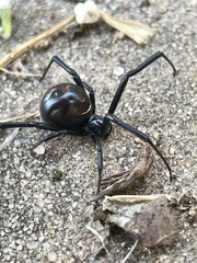 Latrodectus