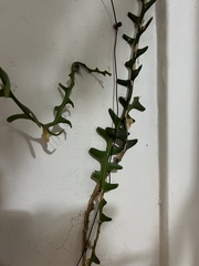 Selenicereus anthonyanus