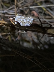 Lepidoptera