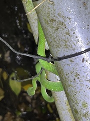 Trimeresurus stejnegeri