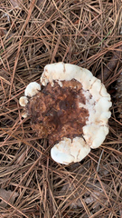 Ganoderma sessile