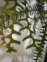 Selenicereus anthonyanus