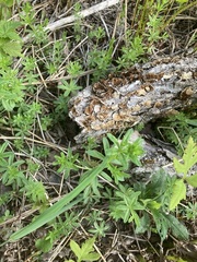 Galium triflorum