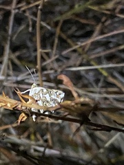 Lepidoptera