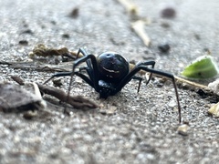 Latrodectus
