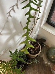 Selenicereus anthonyanus