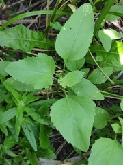 Xanthium orientale riparium