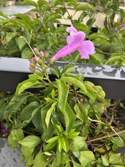 Mansoa alliacea