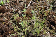 Sporobolus vaginiflorus