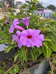 Mansoa alliacea