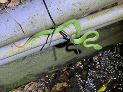 Trimeresurus stejnegeri