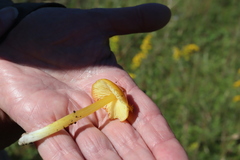 Hygrocybe acutoconica