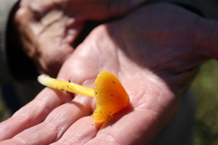 Hygrocybe acutoconica