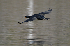 Phalacrocorax capensis