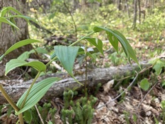 Streptopus lanceolatus