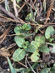 Prunella vulgaris vulgaris