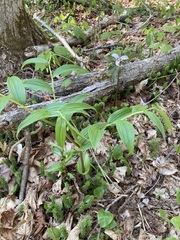 Streptopus lanceolatus