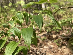 Streptopus lanceolatus
