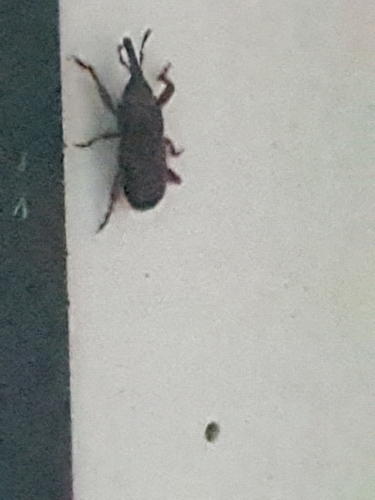 zrniar (Sitophilus)