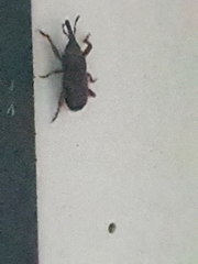 Sitophilus