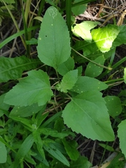 Xanthium orientale riparium