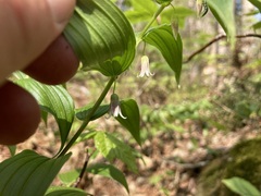 Streptopus lanceolatus