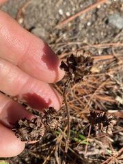 Prunella vulgaris vulgaris