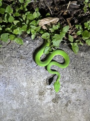 Trimeresurus stejnegeri
