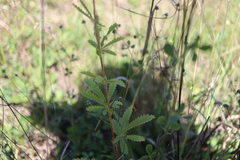 Potentilla intermedia