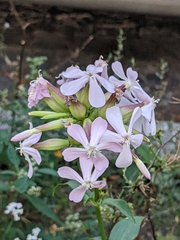 Saponaria officinalis